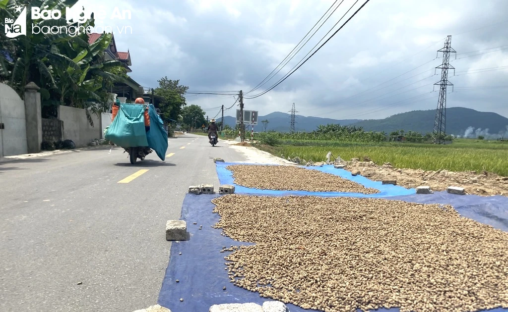 Nguy cơ mất an toàn giao thông khi lòng đường bị biến thành sân phơi thóc