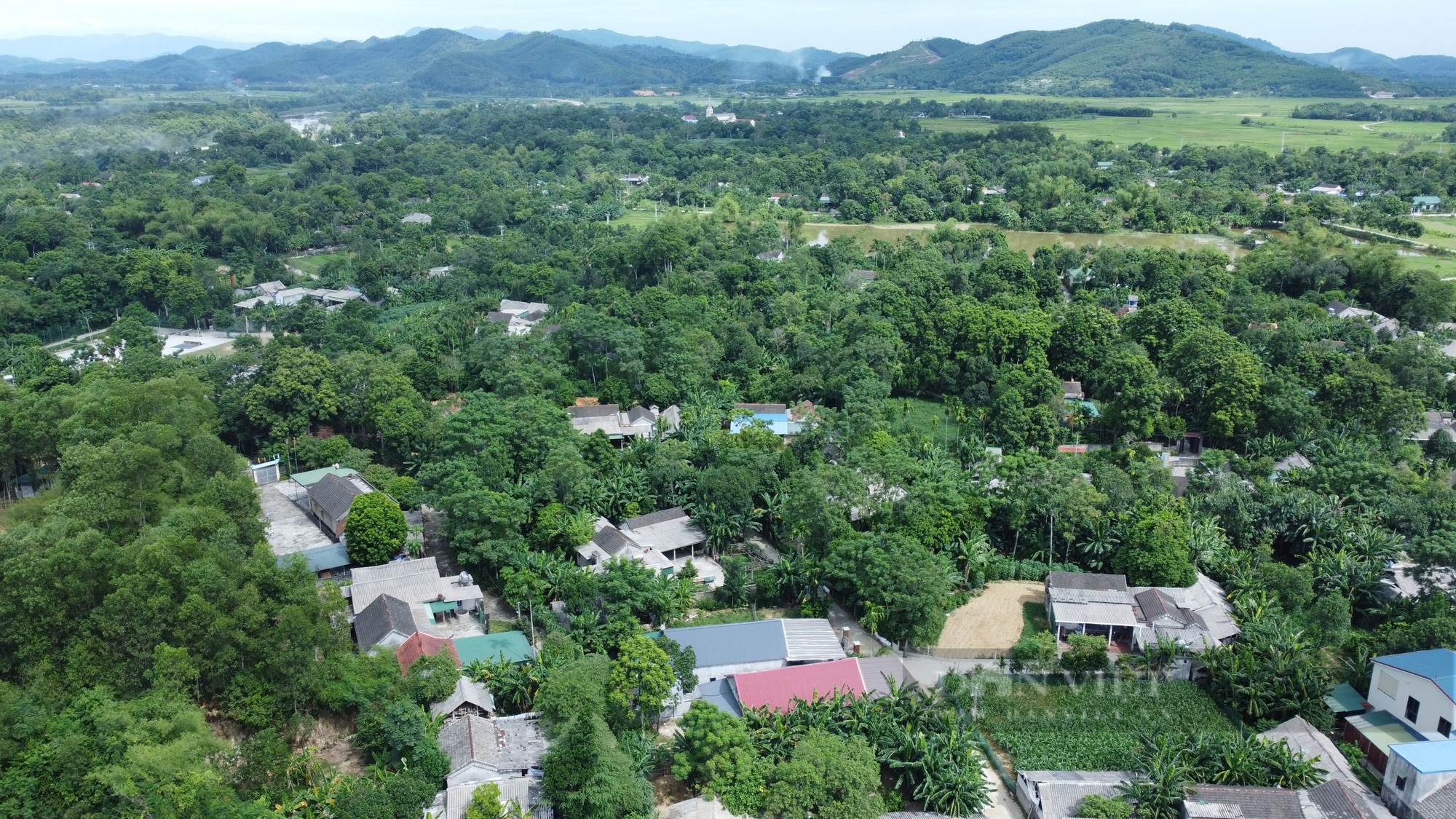 Nông dân miền núi Hà Tĩnh thất thu vì “vàng đen” mất mùa chưa từng có - Ảnh 1.