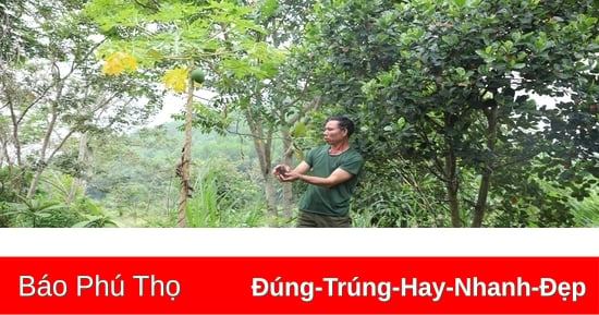 Bàn giao 330.000 cây khôi tía cho người dân 5 xã ở Yên Lập