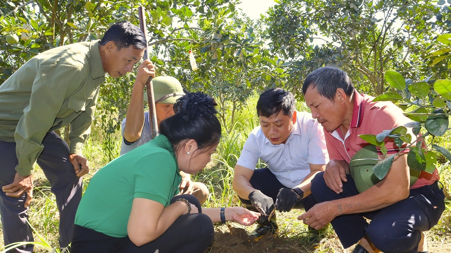 Đại diện Trường Đại học Nông lâm Thái Nguyên hướng dẫn người dân trên địa bàn huyện Yên Sơn kiểm tra rễ, độ PH của đất đối với cây bưởi bị ngập úng