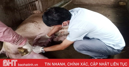 Xuất hiện dịch tả lợn châu Phi, Hà Tĩnh chủ động phòng chống