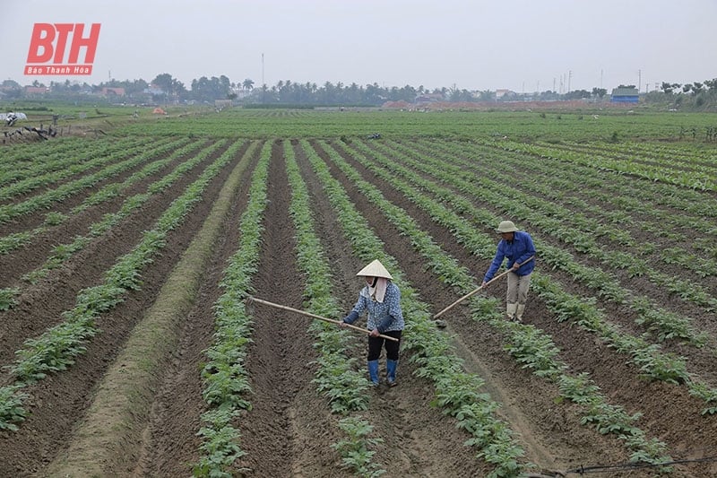 Thực hiện các chính sách hỗ trợ phát triển trồng trọt