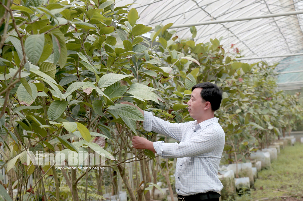 貴重な薬草を「蘇らせた」人