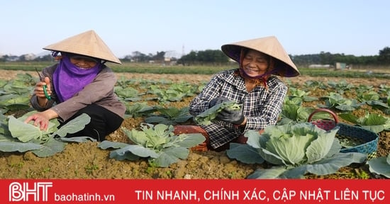 Nông dân vựa rau TX Kỳ Anh kỳ vọng vụ tết được mùa, được giá