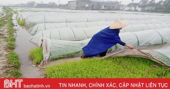 En raison du temps froid prolongé, les agriculteurs de Ha Tinh renforcent la « conservation » du riz de printemps