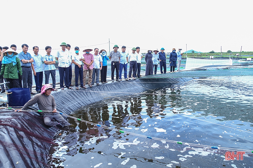 Hà Tĩnh có gần 630 ha nuôi tôm thâm canh công nghệ cao