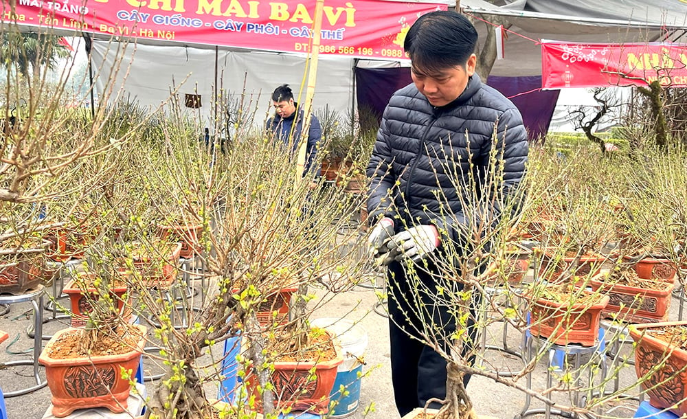 Thú chơi hoa mai ngày Tết