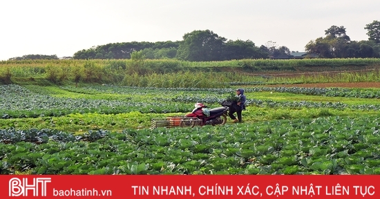 Trồng rau bán tết, nông dân phố núi Hương Khê thu lãi khá