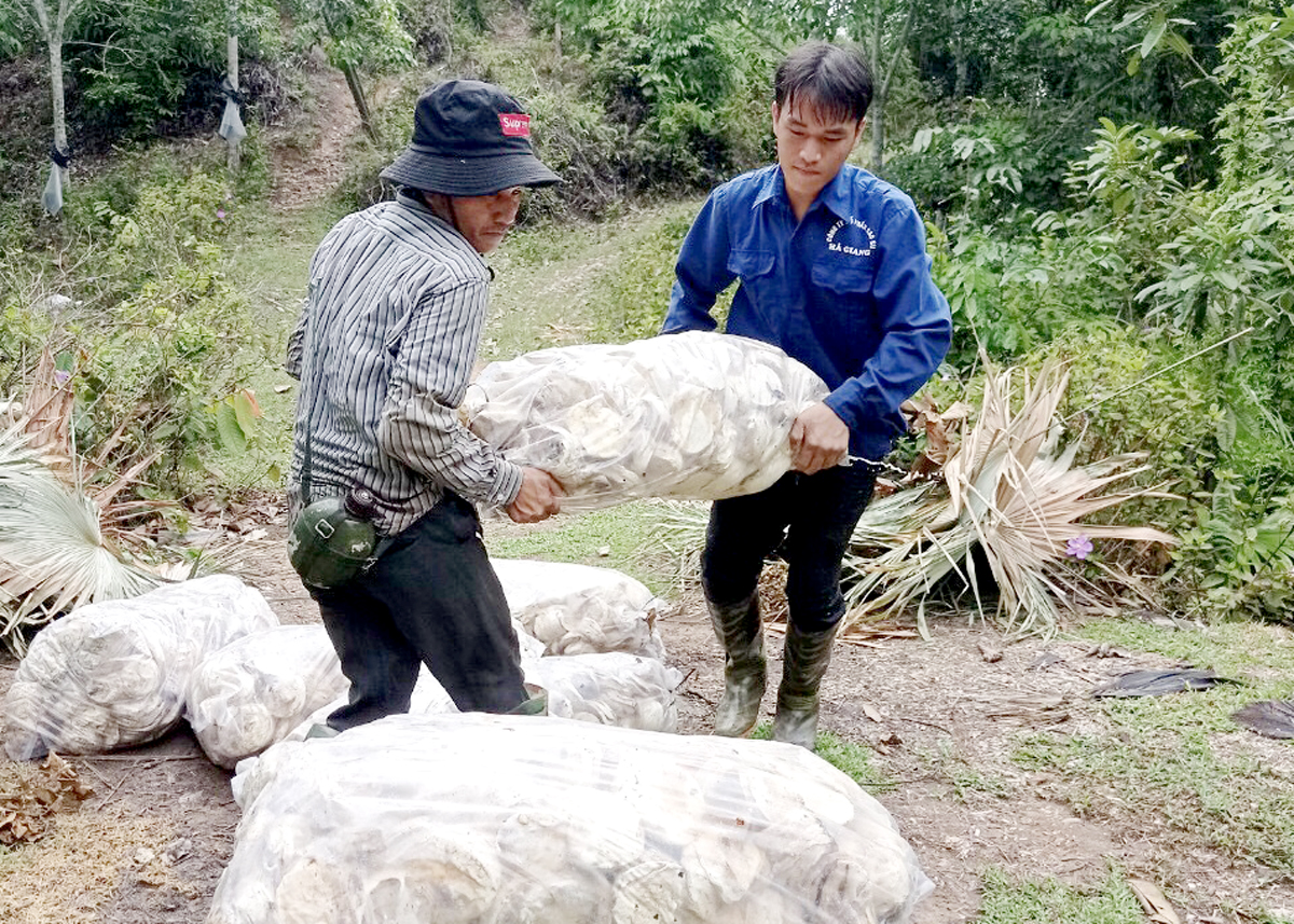 Arbeiter aus dem Bezirk Bac Quang arbeiten für die Ha Giang Rubber Joint Stock Company.
