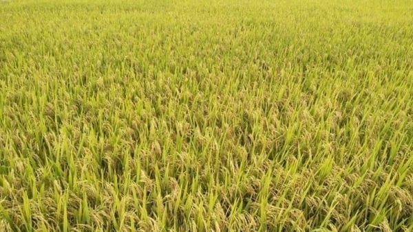 Precio del arroz hoy 7 de septiembre de 2024: El precio del arroz disminuyó de 150