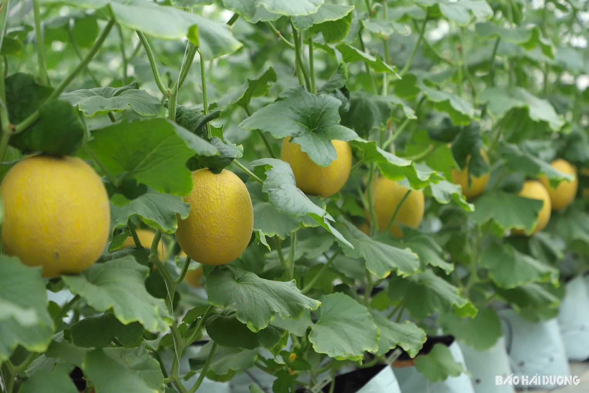 Les produits agricoles cultivés en serre sont moins sensibles aux parasites et aux maladies, ont une bonne qualité, une belle apparence et un prix de vente élevé.