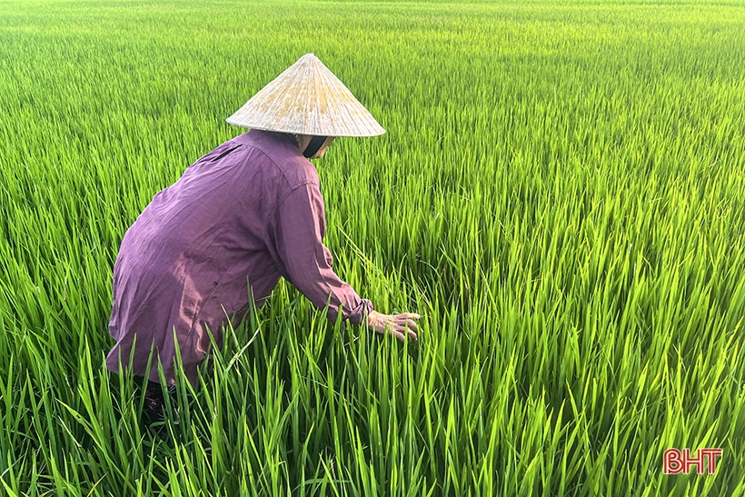 Die Bauern von Ha Tinh haben „Kopfschmerzen“ im Umgang mit der Braunfleckenkrankheit bei Reis