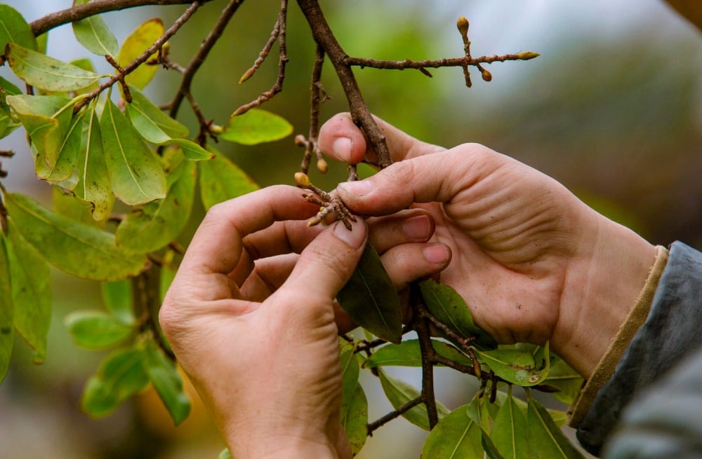 Das Beschneiden der Maiblätter beginnt normalerweise im November oder Dezember des Mondkalenders, je nach Wetterlage. Zu dieser Zeit sind viele Mai-Spieler in Hue damit beschäftigt, Blätter zu beschneiden und sich um Blumen zu kümmern.  Beim Beschneiden des Aprikosenbaums wird jeder Zweig und jede Blütenknospe gepflegt.