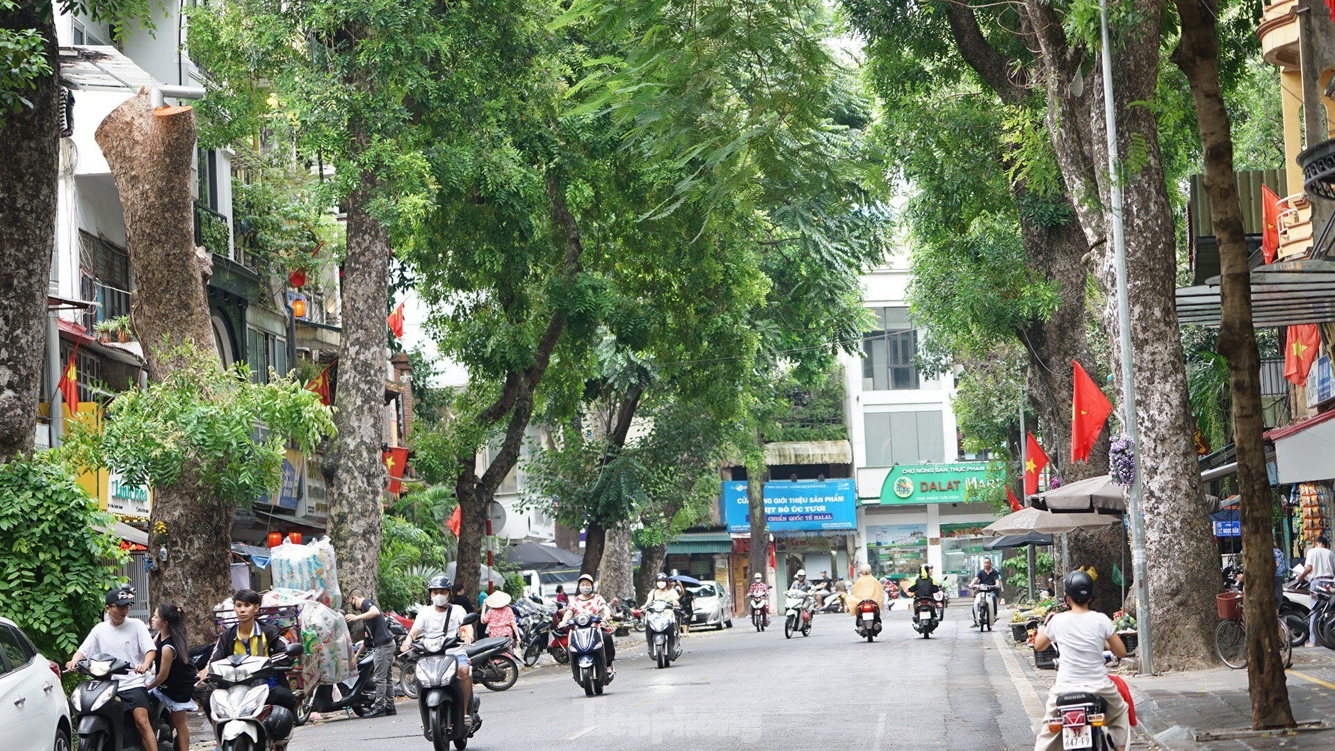 After cleaning up fallen trees, Hanoi begins to rebuild green space photo 2