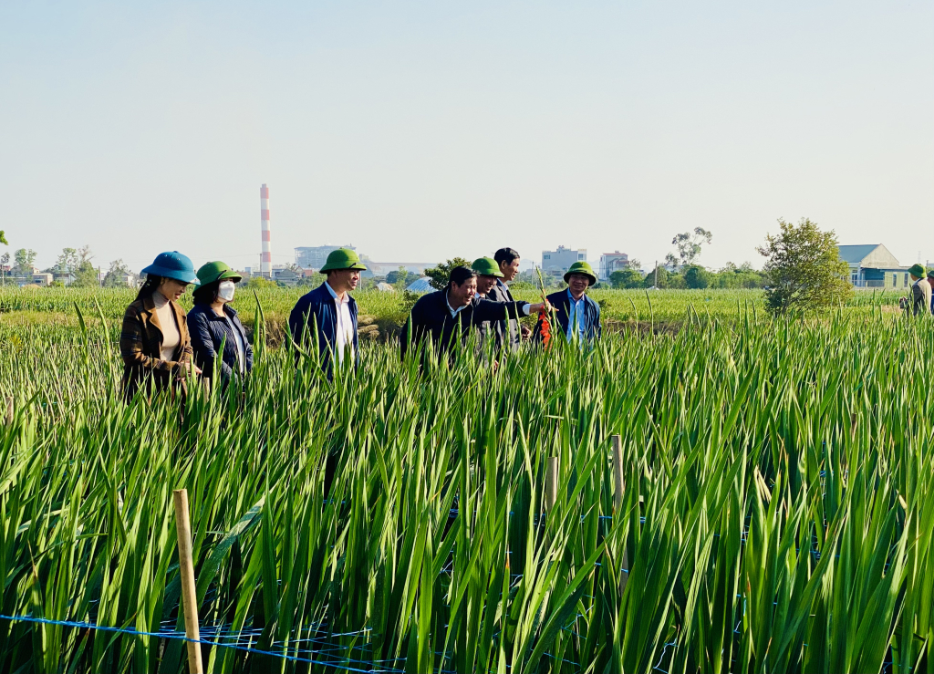 Field conference to evaluate and replicate the commercial flower production model of gladiolus CF 21.09 variety in Dong Trieu city.