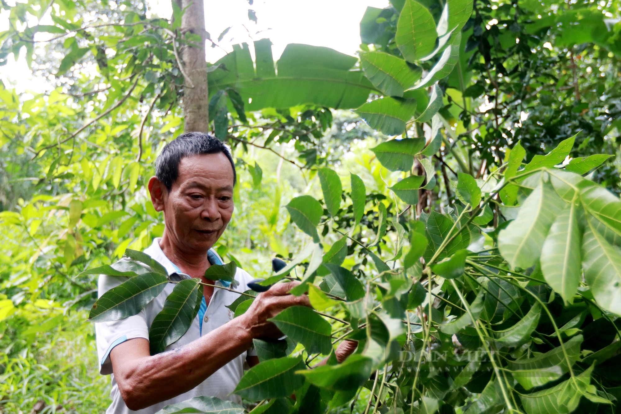 Nông dân miền núi Hà Tĩnh thất thu vì “vàng đen” mất mùa chưa từng có - Ảnh 13.