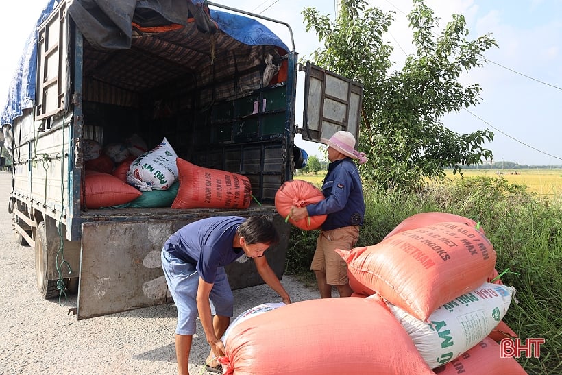 Summer-autumn rice prices increase, easy to sell, Ha Tinh farmers are happy