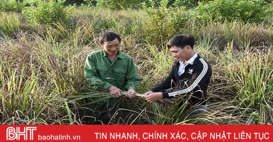 Người trồng sả huyện Kỳ Anh loay hoay tìm đầu ra cho sản phẩm