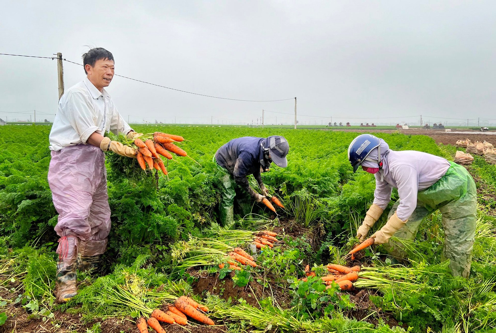 Les portes de l’exportation sont grandes ouvertes pour les carottes de Duc Chinh