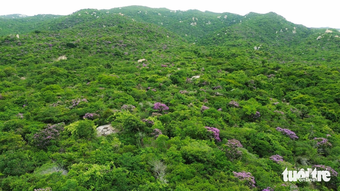 Obwohl die violette Lagerstroemia in rauen, sonnigen und windigen Umgebungen wächst und sich entwickelt, blüht sie auf trockenen, steinigen Felsen dennoch prächtig und erzeugt eine poetische Schönheit - Foto: DUY NGOC