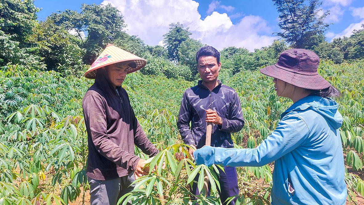 Les efforts de Tan Thanh pour compléter les nouveaux critères ruraux ont été réduits.