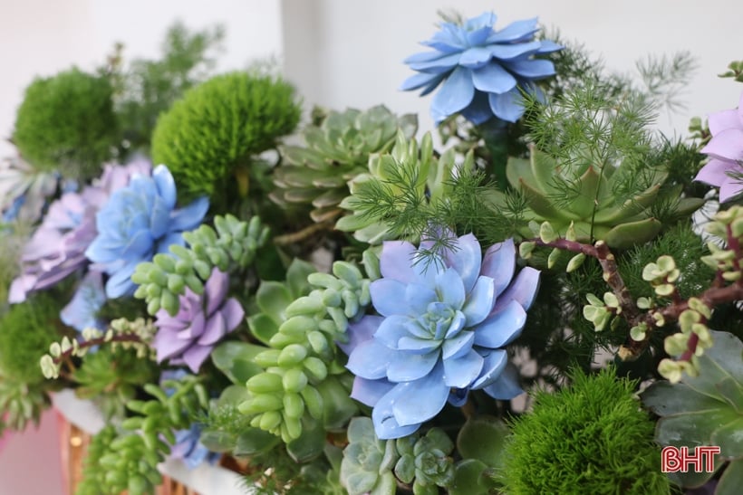 Un pasatiempo único: cultivar flores de loto de piedra en Ha Tinh.