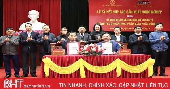 Hợp tác trồng dứa Cayen, ngô ngọt trên địa bàn Vũ Quang