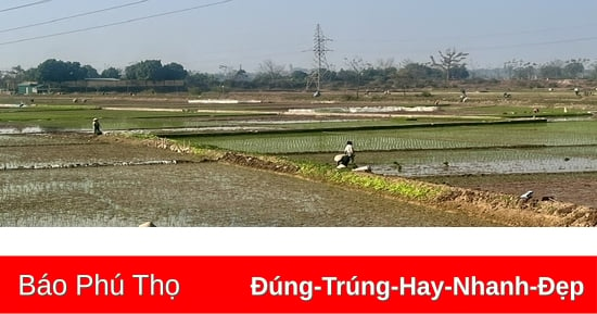 Tập trung triển khai sản xuất lúa vụ Xuân 2025