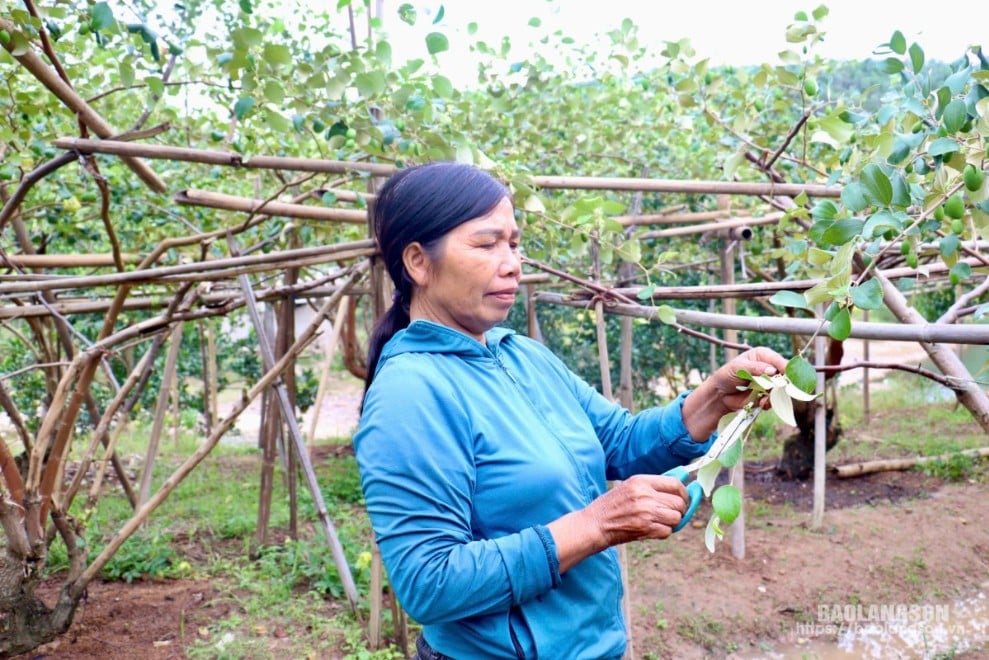 People of Xuan Duong commune, Loc Binh district take care of Taiwanese apple trees.