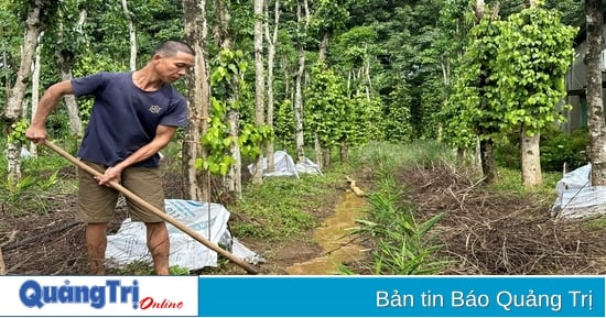 Plus de 3 hectares de plants de poivrons dans la commune de Gio An ont été inondés en raison de l'apparition de nombreuses veines d'eau.