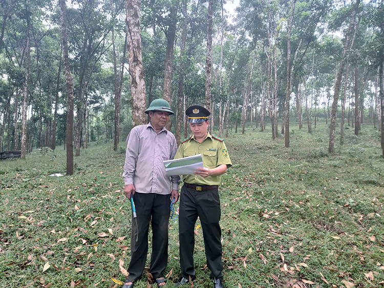 Khai thác tiềm năng, phát triển kinh tế lâm nghiệp