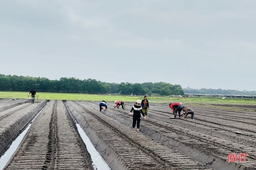 Nông dân Hà Tĩnh hối hả ra đồng sản xuất lạc xuân