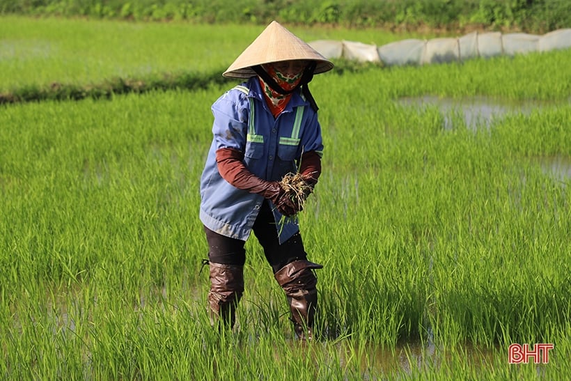 Sâu bệnh xuất hiện trên lúa, các địa phương chủ động phòng trừ