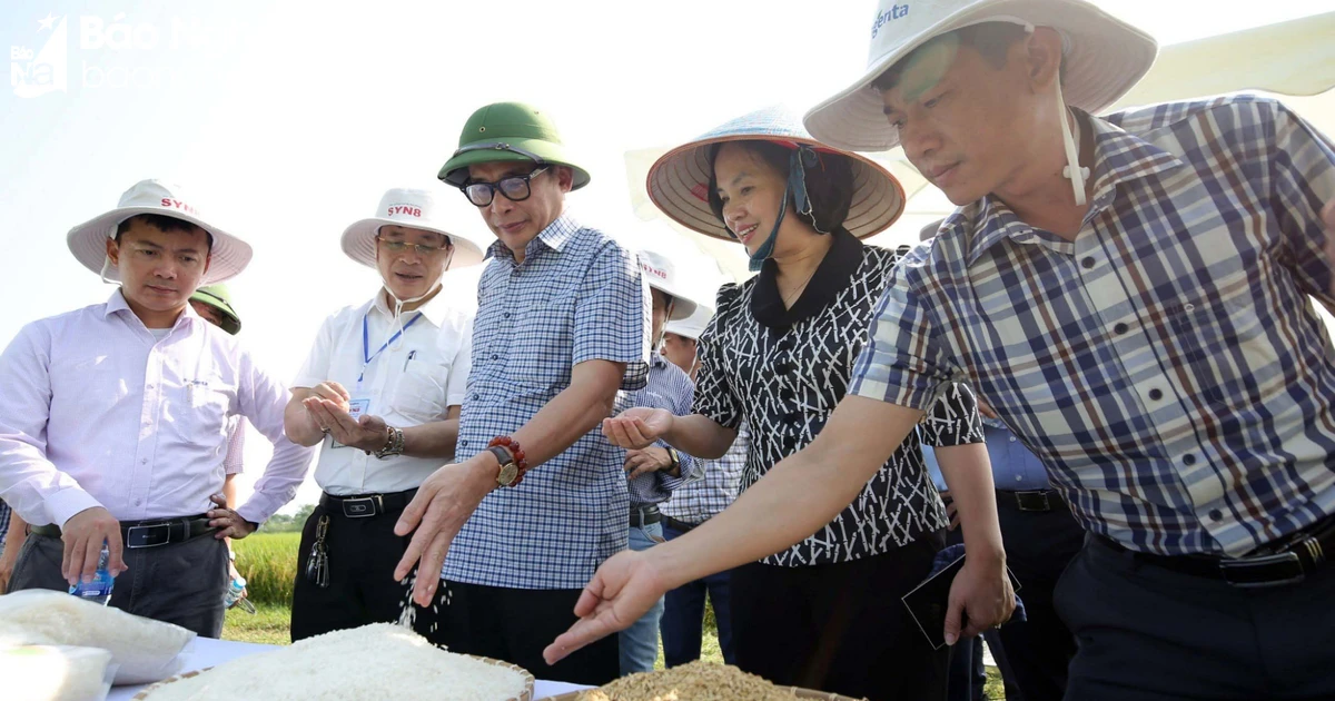 Giống lúa lai ba dòng SYN8: Thêm sự lựa chọn cho bà con nông dân