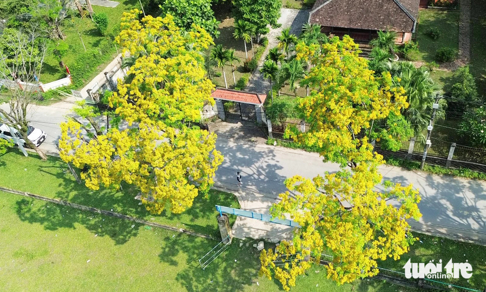 Hoa sưa nở ở làng Hương Trà 