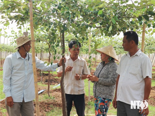 Đánh giá Dự án trồng táo và kết nối, tiêu thụ sản phẩm sau thu hoạch