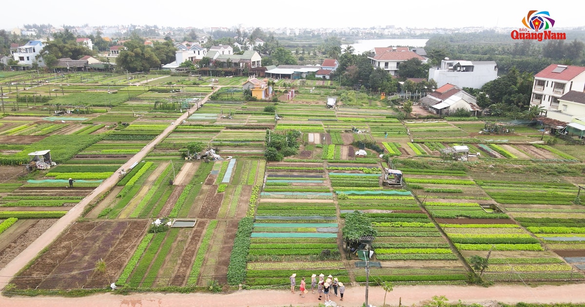 Developing rural tourism in Quang Nam