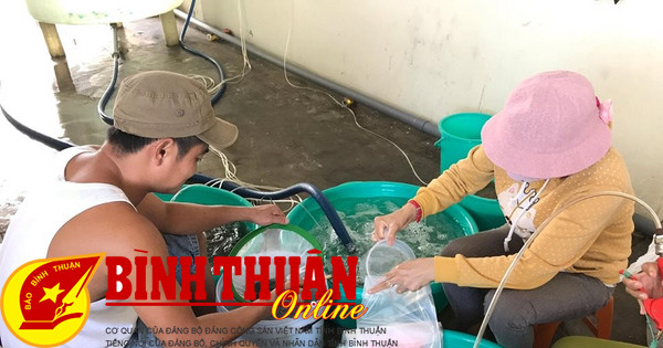 Many facilities apply science and technology to improve the quality of shrimp seeds.