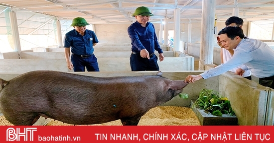 Ha Tinh compte 60 modèles de production agricole biologique.