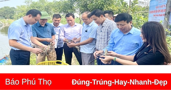 Tổng kết mô hình xây dựng vùng nuôi tôm càng xanh chất lượng cao