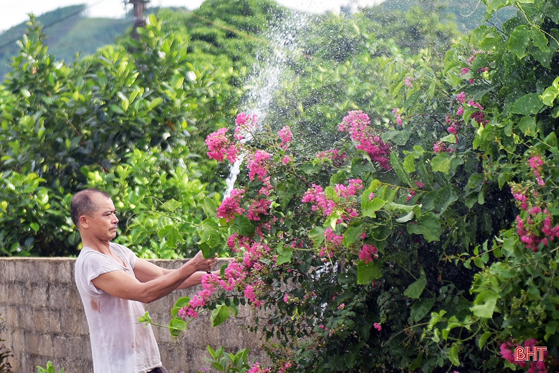 Rực rỡ đường hoa tường vi ở khu dân cư mẫu của Hà Tĩnh