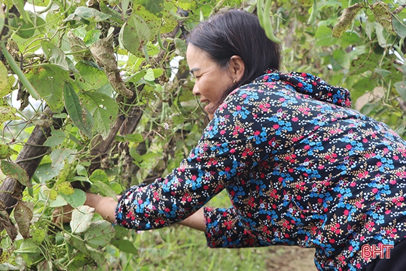 Las verduras y frutas tienen buenos precios y los agricultores de Ha Tinh producen activamente.