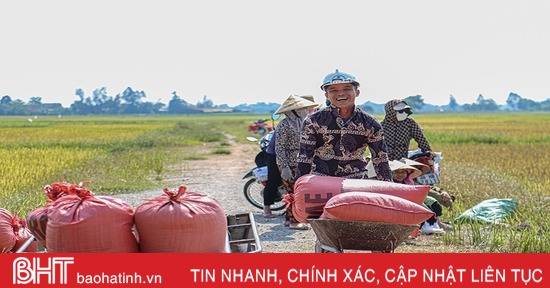 Hà Tĩnh triển khai đảm bảo an ninh lương thực quốc gia, thúc đẩy sản xuất, xuất khẩu gạo bền vững