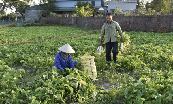 冬作物の農業生産結果に多くの期待