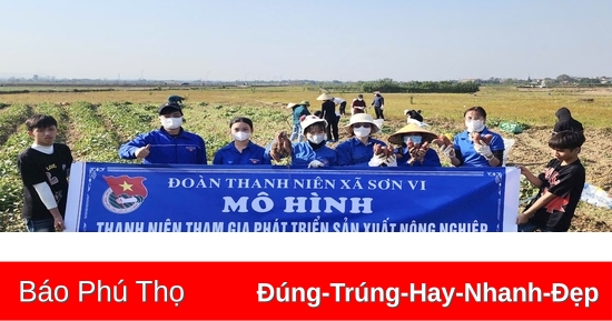 “Trái ngọt” từ bàn tay thanh niên