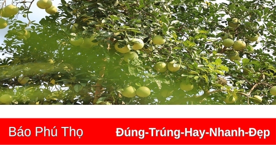 Loại quả đặc sản ở Phú Thọ vào thời điểm ngon nhất