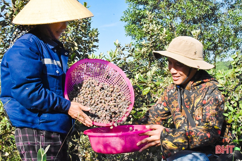 Trồng cây sim dại cho hiệu quả khó ngờ trên vùng đồi Kẻ Gỗ