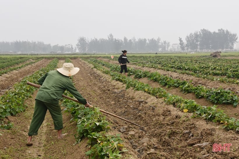 Loc Ha diversifies production methods in new rural construction