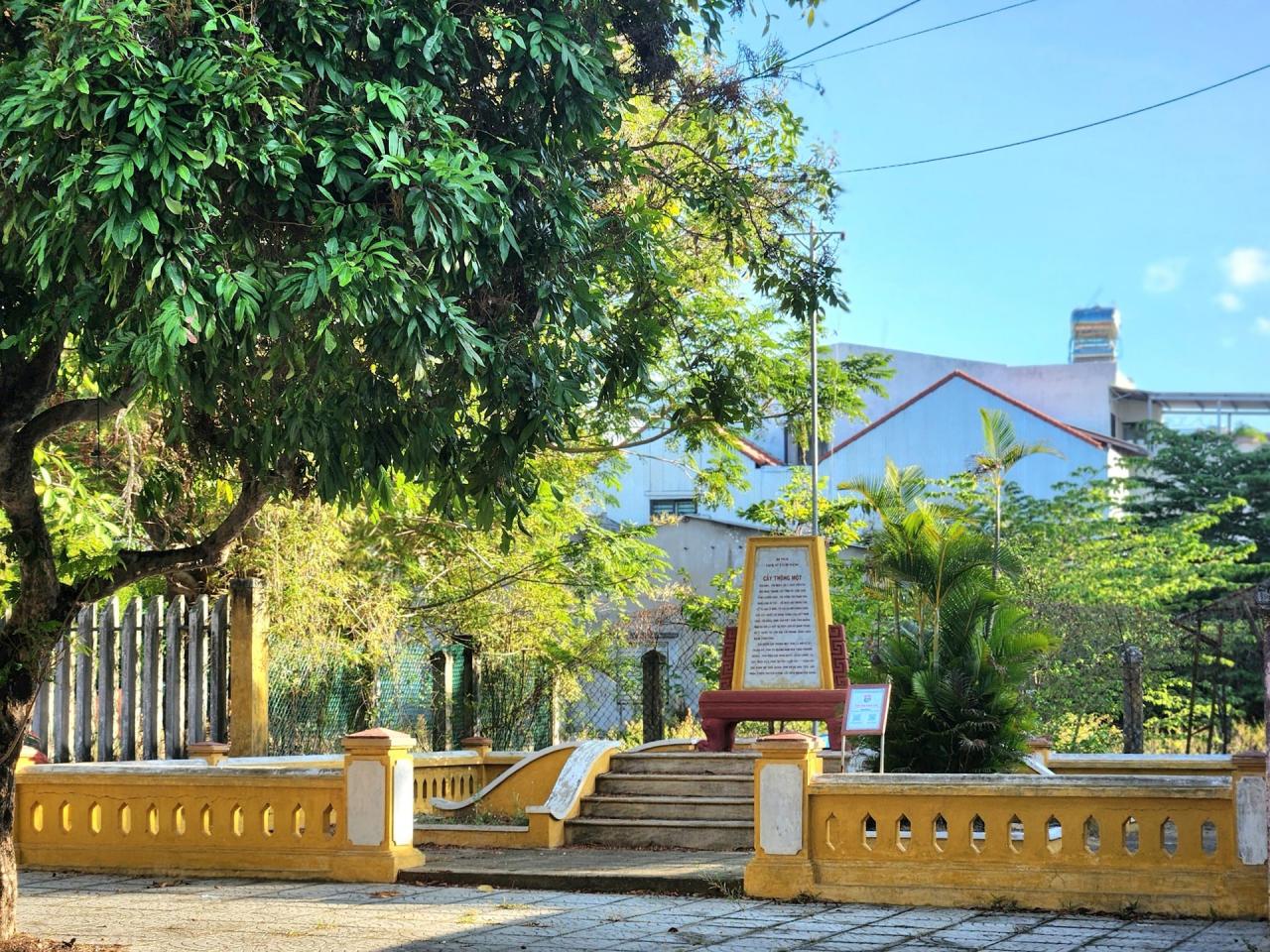 Reliquia de un pino (ubicada en el barrio de Tan An, ciudad de Hoi An). Foto: Q.T.