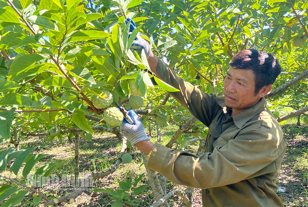 Phát huy vai trò các hợp tác xã trong xây dựng nông thôn mới nâng cao, kiểu mẫu